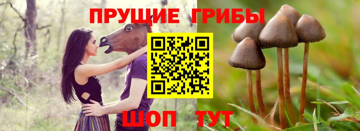 что такое   Псилоцибиновые грибы Psilocybe  Вход с VPN  Белая Калитва 
